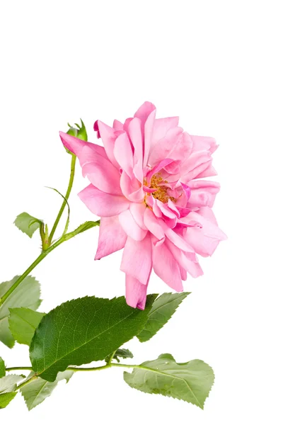 Rosa rosa . — Fotografia de Stock