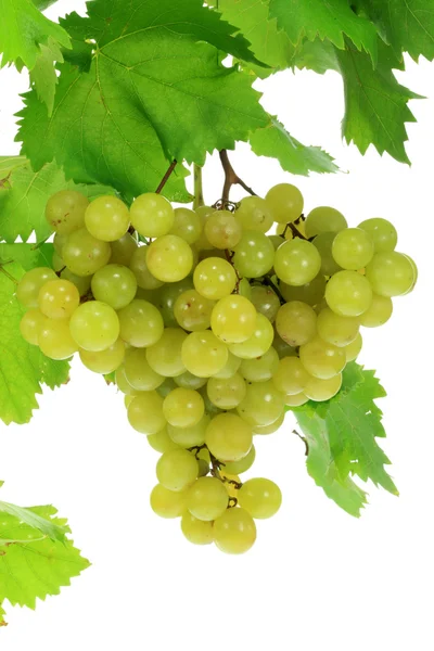 Uvas verdes. —  Fotos de Stock