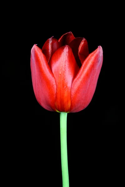 Red tulip on black. — Stock Photo, Image