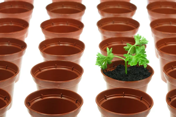 Parsley and flowerpots. — Stock Photo, Image