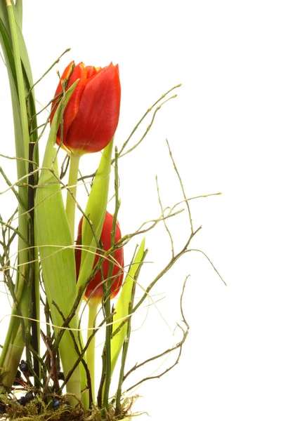 Zwei Tulpen. — Stockfoto