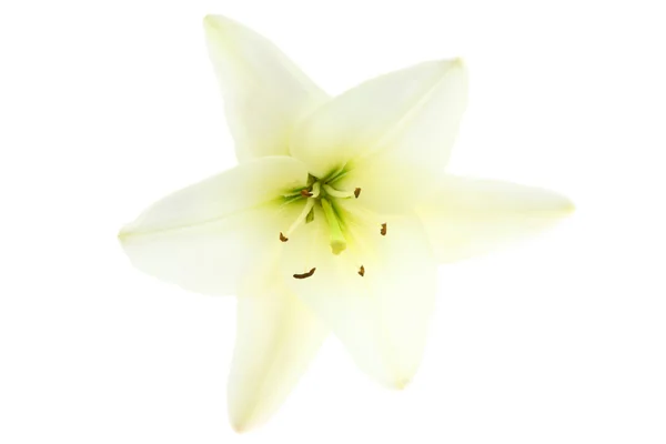 White lily on white. — Stock Photo, Image