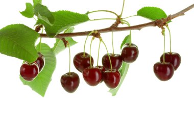 kiraz yaprakları ile.