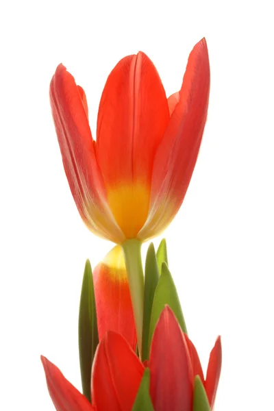 Rote Tulpen. — Stockfoto