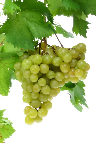 Green grapes on white. — Stock Photo, Image