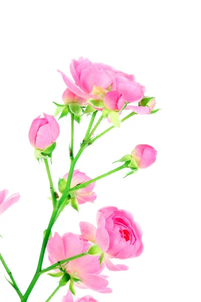 用叶子的粉色玫瑰. — 图库照片
