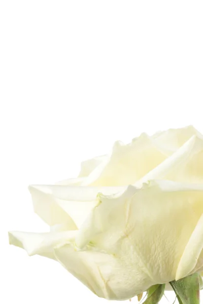 Rosa blanca . —  Fotos de Stock