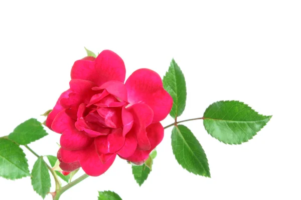 Rosa vermelha em branco. — Fotografia de Stock