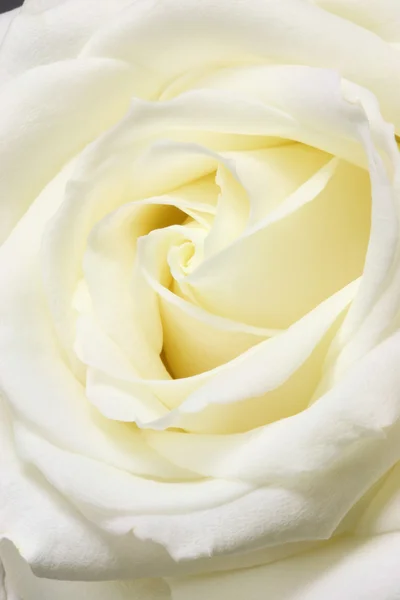 White rose. — Stock Photo, Image