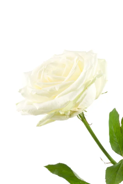 Rosa bianca . — Foto Stock