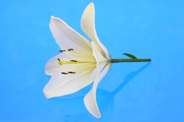 Белая лилия . — стоковое фото