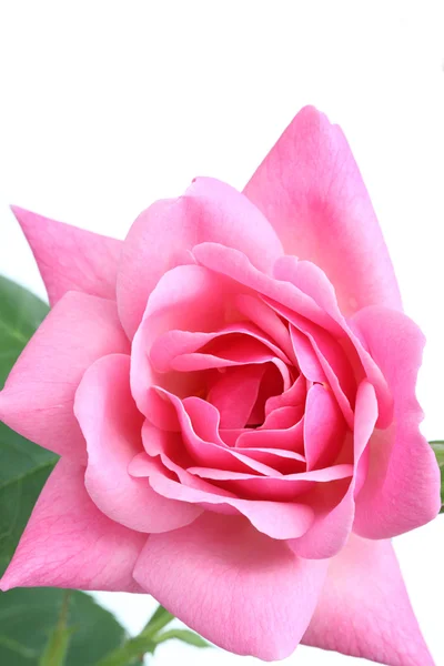Pink rose. — Stock Fotó