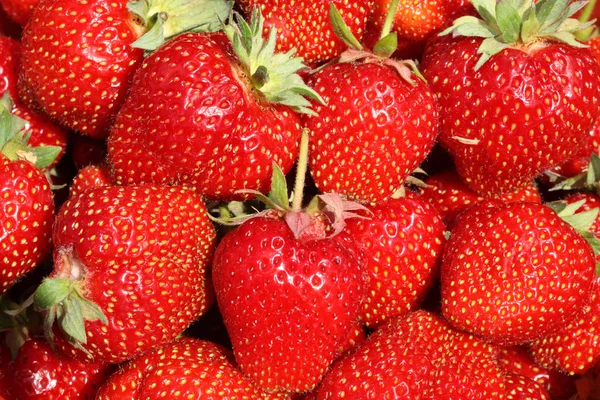 Mogna jordgubbar. — Stockfoto