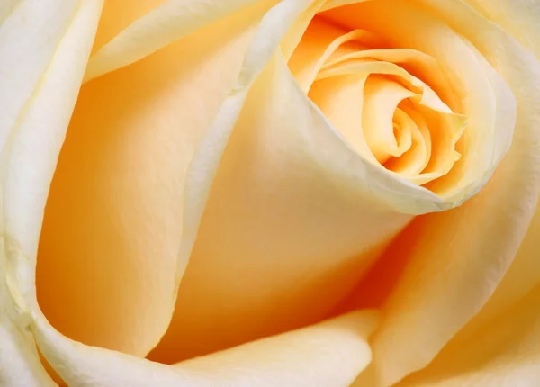 Желтая роза . — стоковое фото