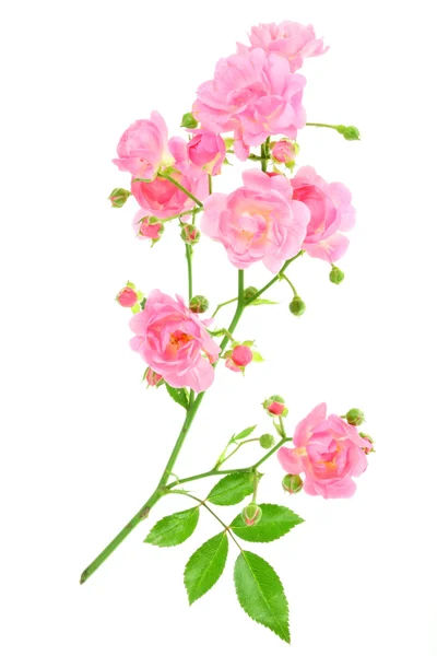 白地にピンクのバラ. ロイヤリティフリーのストック画像
