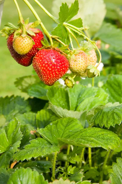 Stems Wild Strawberries Leaves — Stock Photo, Image