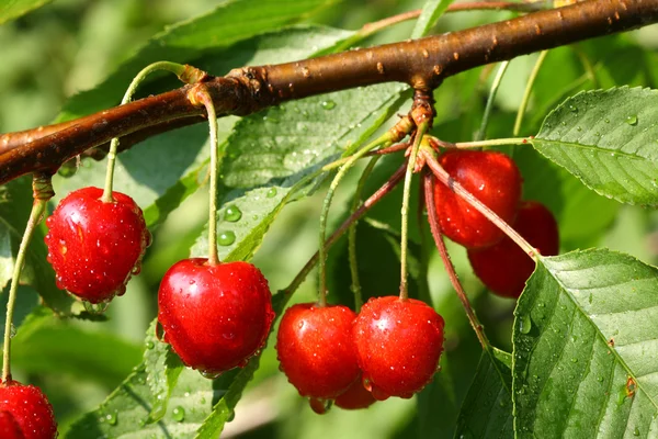 Ripe cherries — Stock Photo, Image