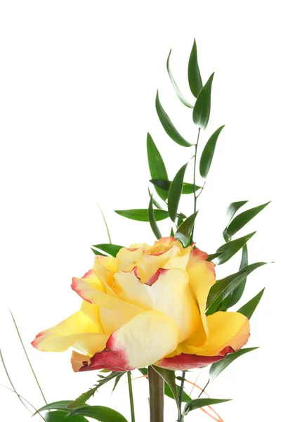 Tea rose. — Stock Photo, Image