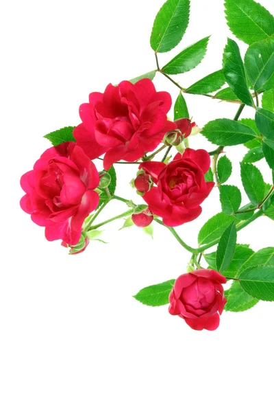 Rose rouge avec feuilles . — Photo