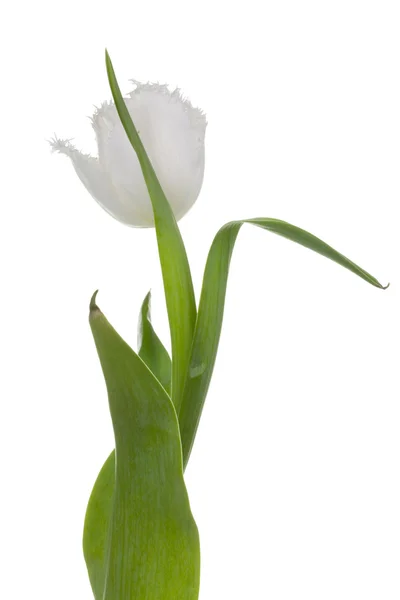 Witte tulip. — Stockfoto
