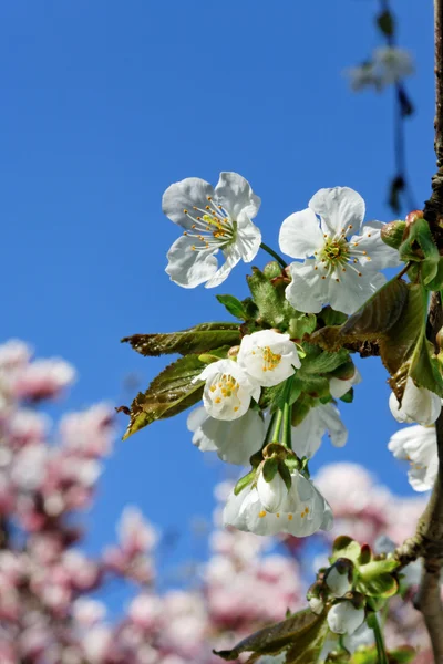 Fiore di ciliegio. — Foto Stock