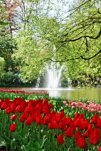 キューケンホフ庭園のカラフルなチューリップ ロイヤリティフリーのストック写真