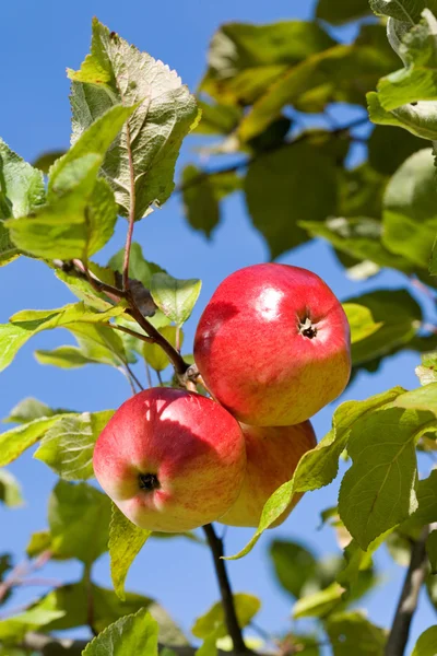 Pečená jablka. — Stock fotografie