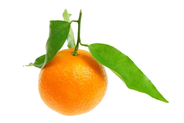 stock image Mandarin on white.