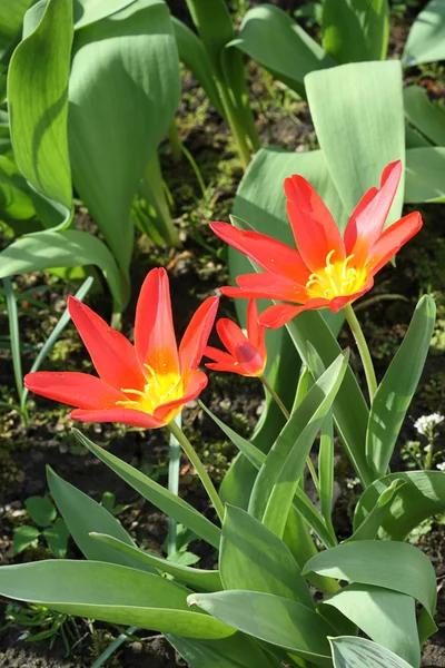 Rode Tulpen Tuin — Stockfoto