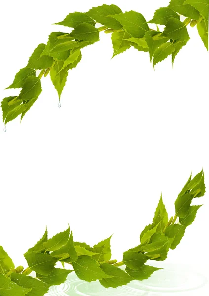 Birkenzweig auf weißem Hintergrund Stockbild