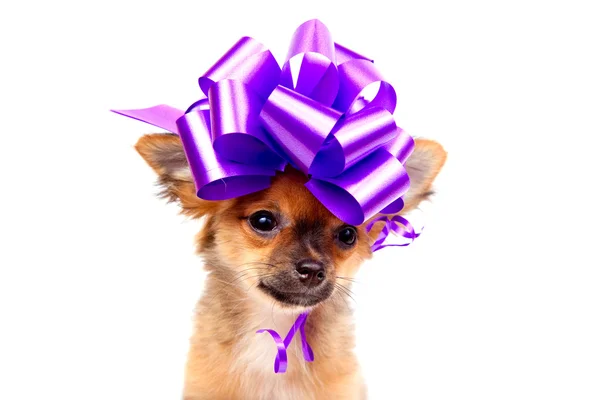 stock image Chihuahua puppy