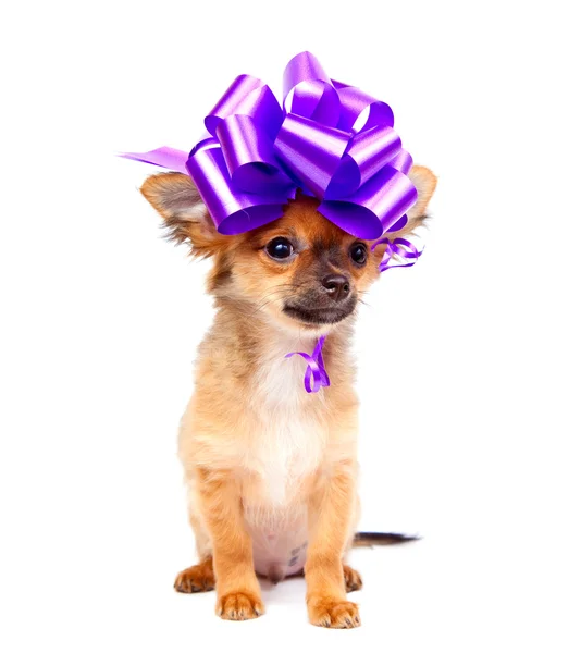 stock image Chihuahua puppy