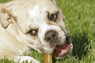 İngilizce boğa köpek yavrusu ile kemik