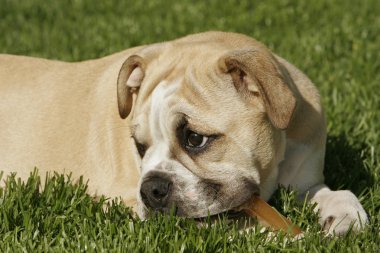 İngilizce bulldog yavrusu