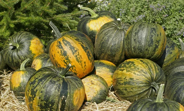 Stock image Harvest Background