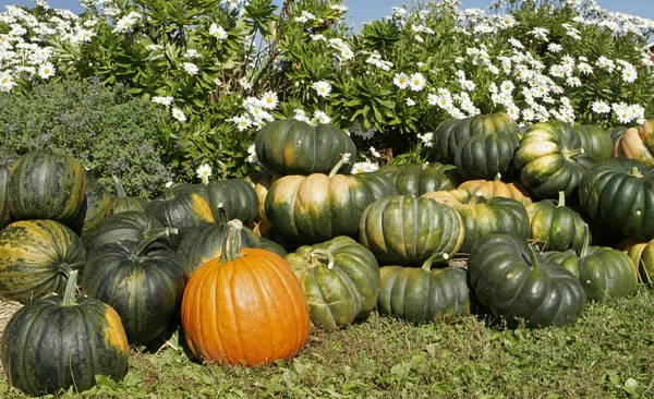 stock image Autumn Background