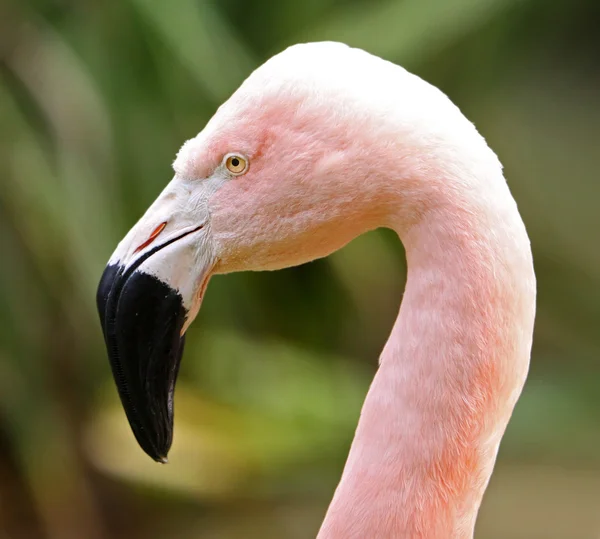 Porträtt av amerikanska flamingo — Stockfoto