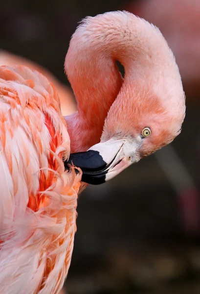 Портрет американского фламинго — стоковое фото