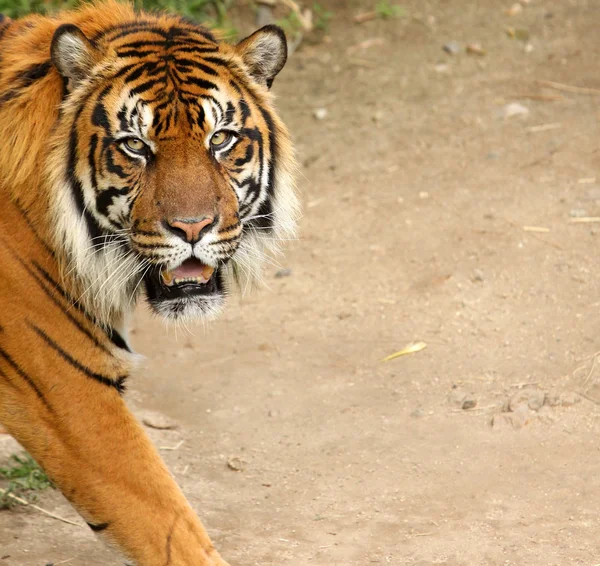 Sibiřský tygr s kopií prostor — Stock fotografie