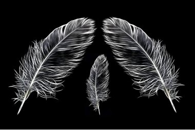 Feathers/spring clipart