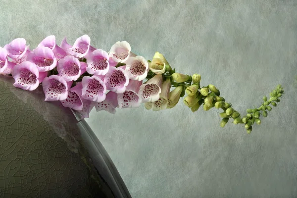 Kukat — kuvapankkivalokuva