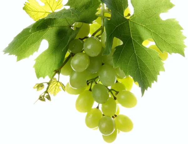 Winogrona Białym Ziemią Wydany — Zdjęcie stockowe