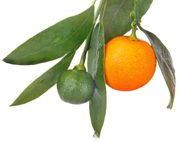 Früchte-Orangen — Stockfoto