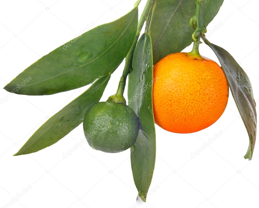 Fruits-Orangen
