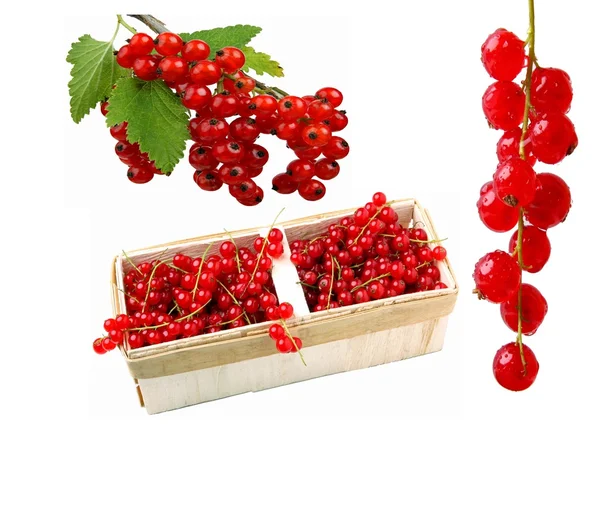 Frukter-vinbär — Stockfoto