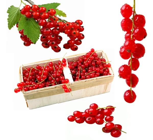 Fruits-Currants — Stock fotografie