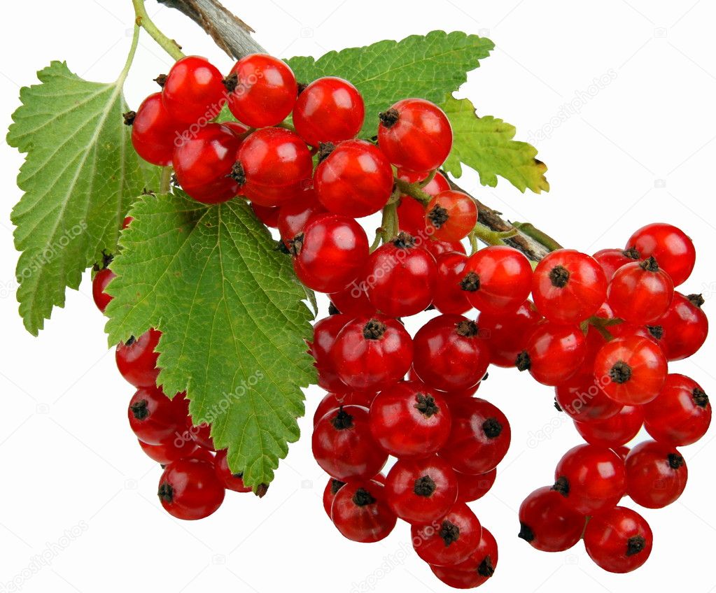 Currants on a white background