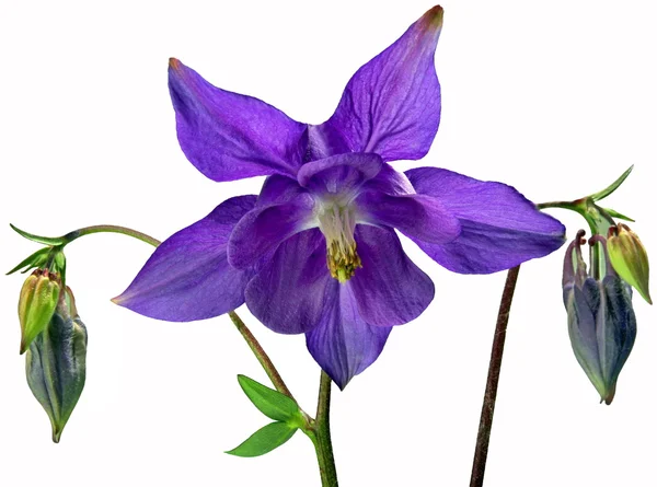 Blumen Lösen Einen Schwarzen Hintergrund Aus — Stockfoto