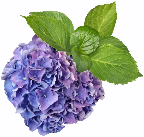 Virágok-Hortenzia — Stock Fotó