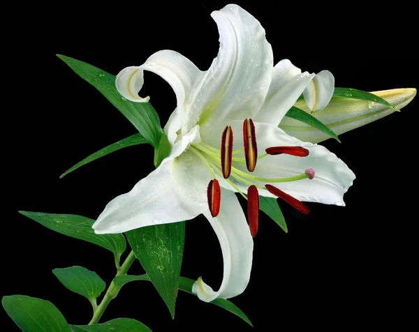 Flowers-Lily — Stock Photo, Image